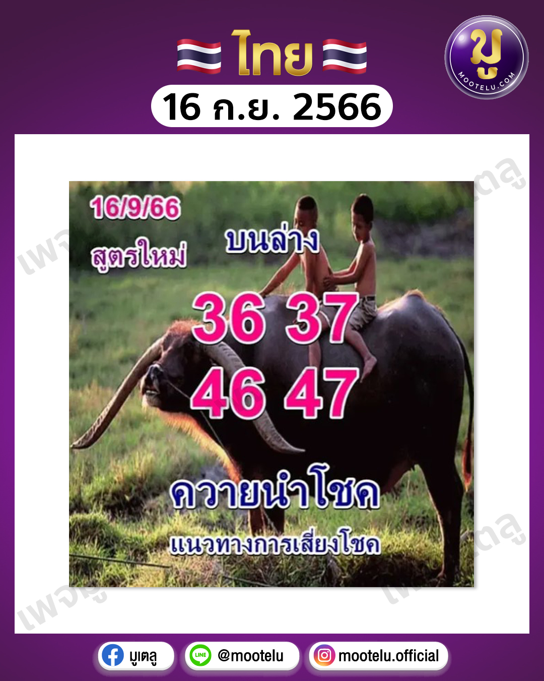 หวยควายนำโชค 16-9-66 